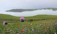 یک‌هزار تن گیاه دارویی صادر شد/ ضرورت پرهیز از برداشت بی‌رویه گونه‌های صحرایی
